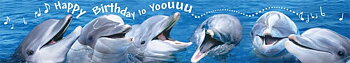 Panoramakort, Happy birthday-delfiner (10301072)