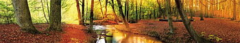 Panoramakort, Höstskog (HER004/10068004)