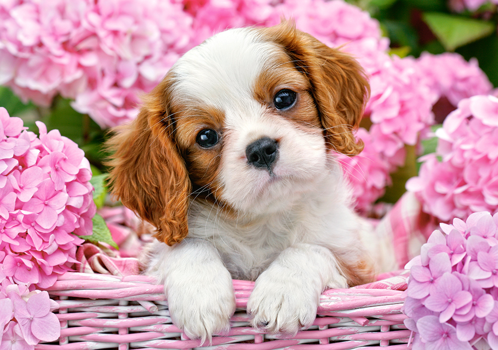 Pup in Pink Flowers, puslespil med 500 brikker (B-52233)