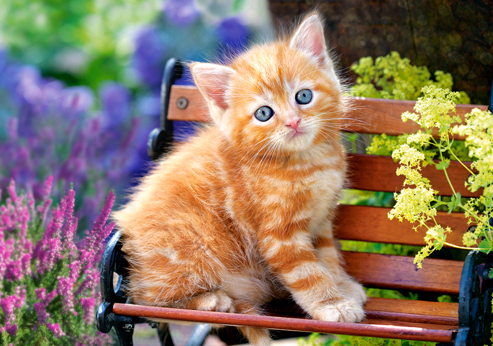 Ginger Kitten, 500-bitarspussel (B-52240)