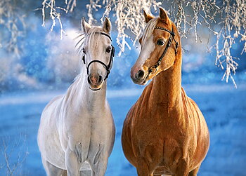 The Winter Horses, 260-bitarspussel (B-27378)