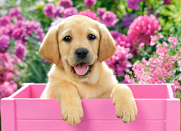Labrador Puppy in Pink Box, 300-bitarspussel (B-030071)