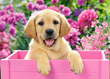 Labrador Puppy in Pink Box, puslespil med 300 brikker (B-030071)