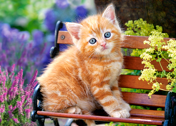 Ginger Kitten, 180-bitarspussel (B-018178)