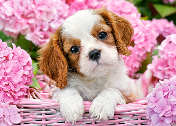 Pup in Pink Flowers, 180-bitarspussel (B-018185)