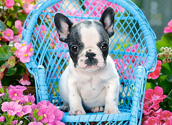 French Bulldog Puppy, puslespil med 100 brikker (B-111152)