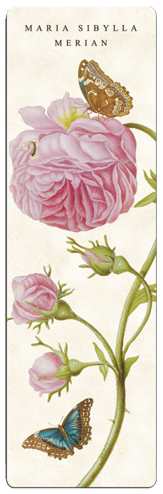 Bogmærke i pap, Rose lyserosa, Maria Sibylla Merian