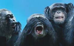 Magneter i normalstorlek - akrylplast