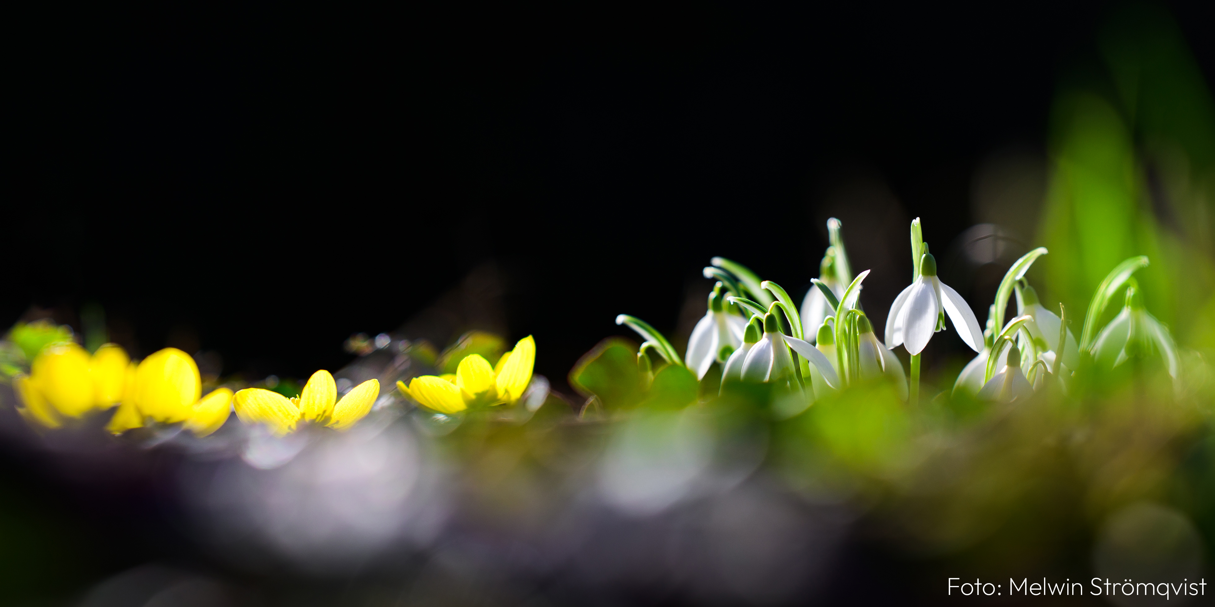 Här Hittar du: Inspiration, tips och teknik för att fotografera macro