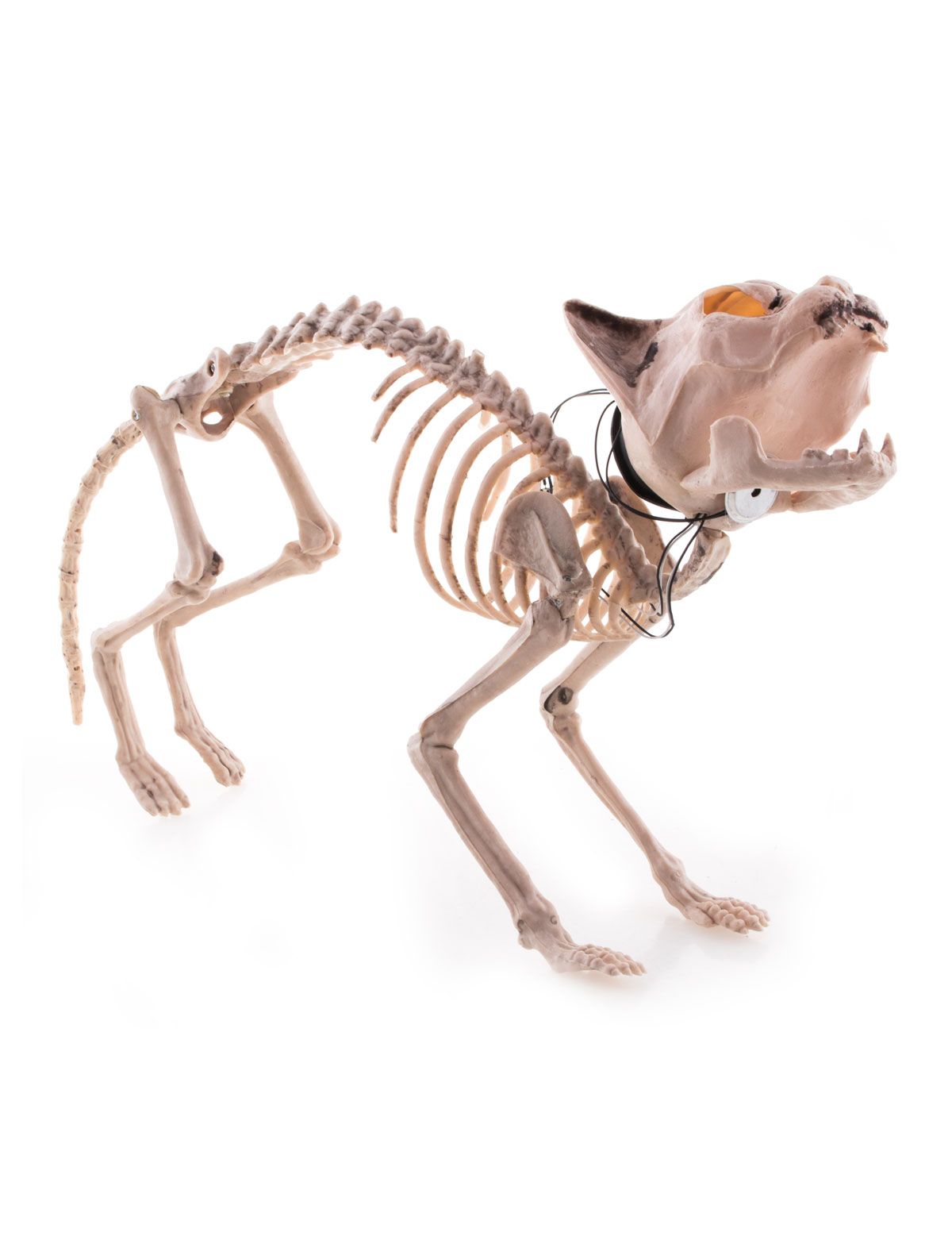Skeleton cat with light and sound
