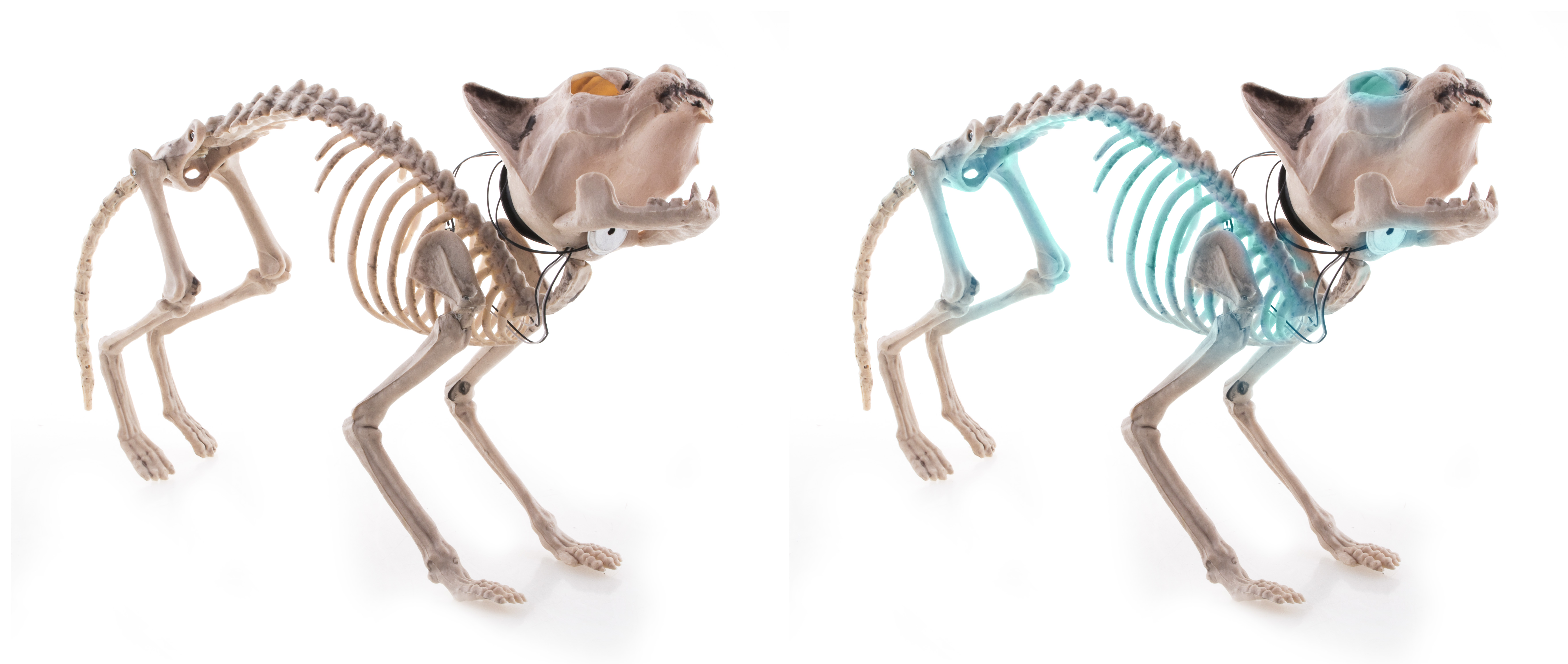 Skeleton cat with light and sound - 3