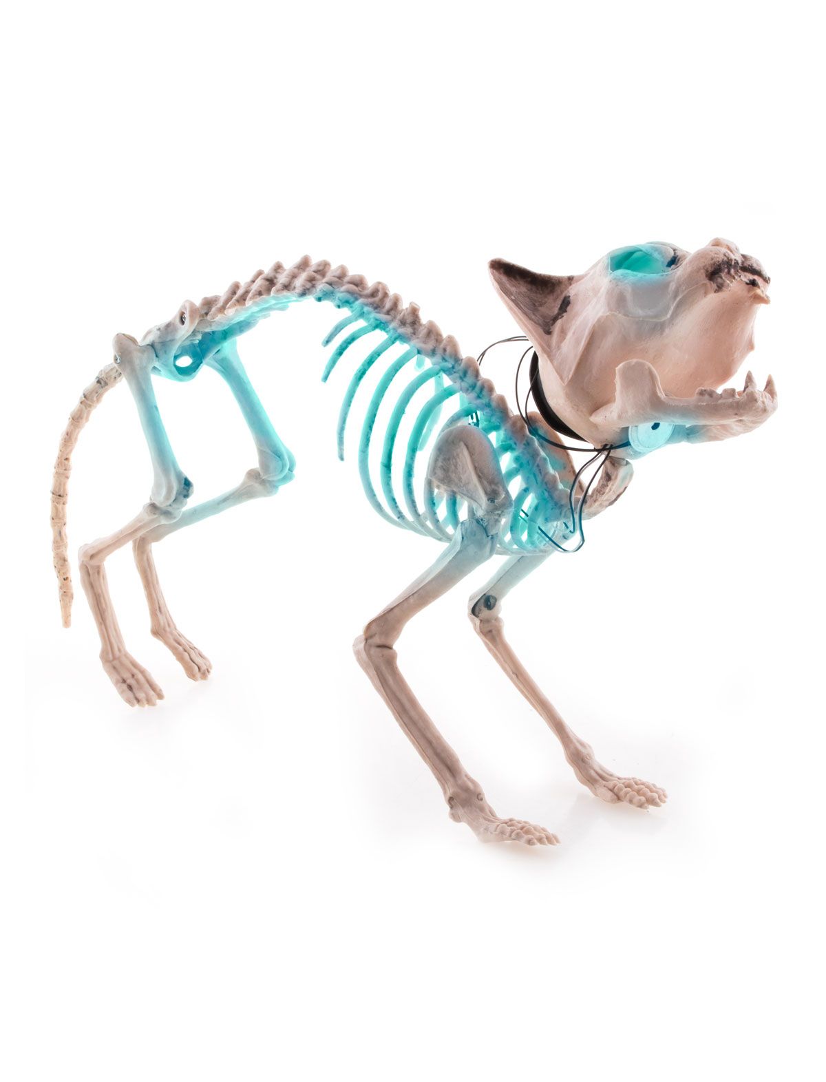 Skeleton cat with light and sound - 2