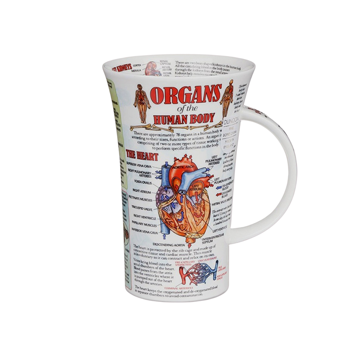 Kunskapsmugg  Organs of the human body - 2