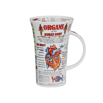 Kunskapsmugg  Organs of the human body