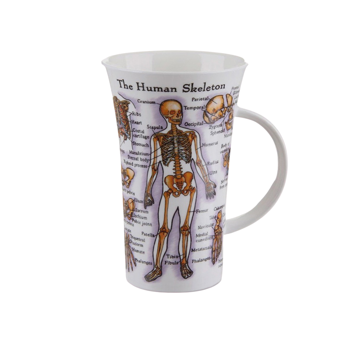 Kunskapsmugg  The human skeleton - 2