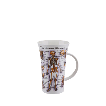 Kunskapsmugg  The human skeleton