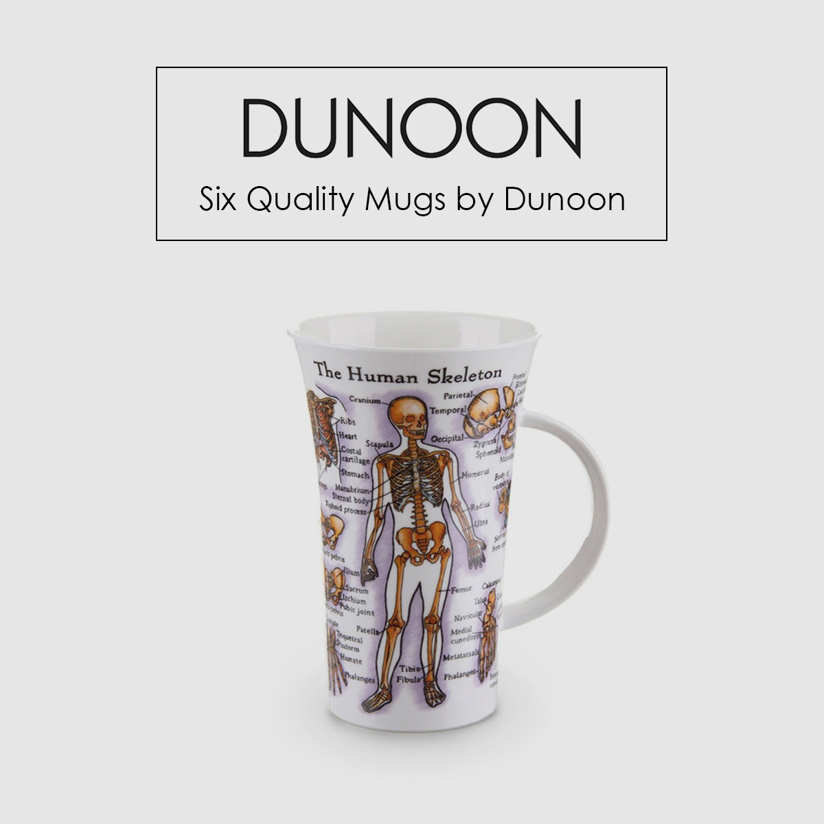 Kunskapsmugg  The human skeleton - 3
