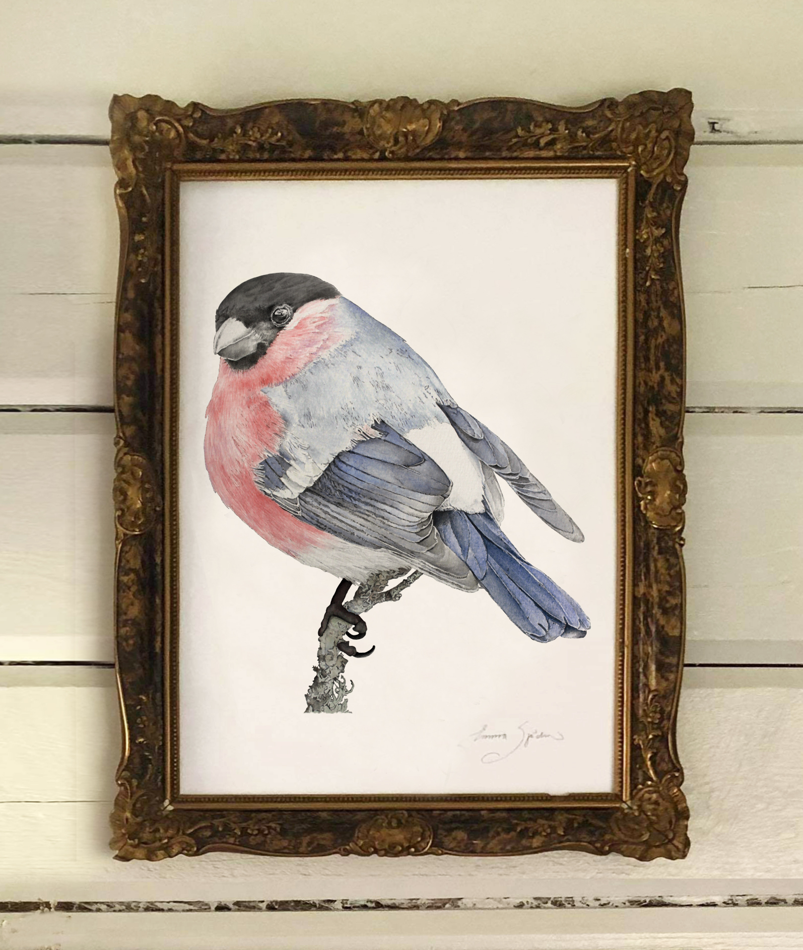 ART PRINT BULLFINCH  30x40
