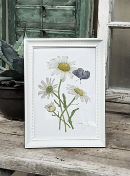 ART PRINT DAISIES 21x30