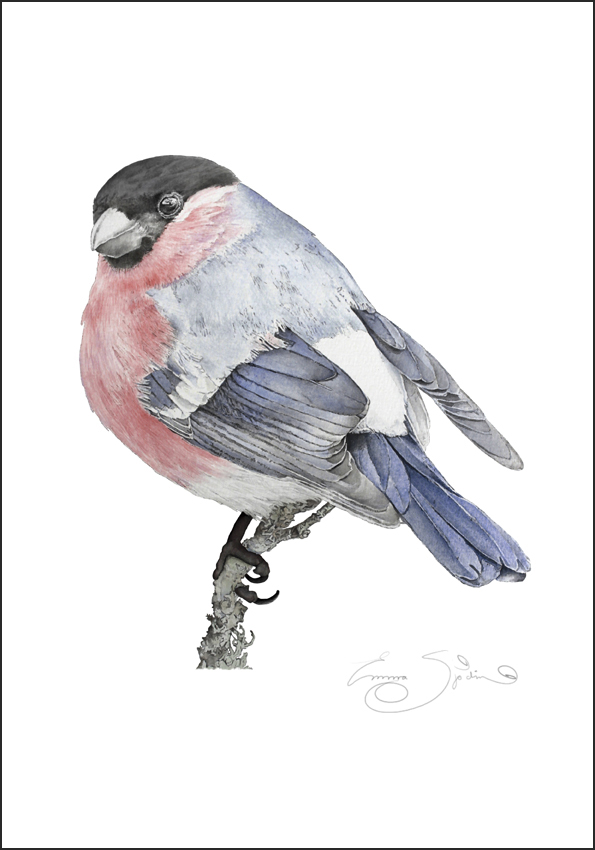 ART PRINT BULLFINCH  21x30 - 2