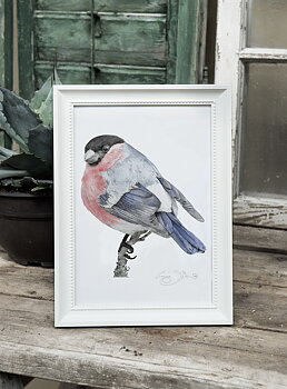 ART PRINT BULLFINCH  21x30