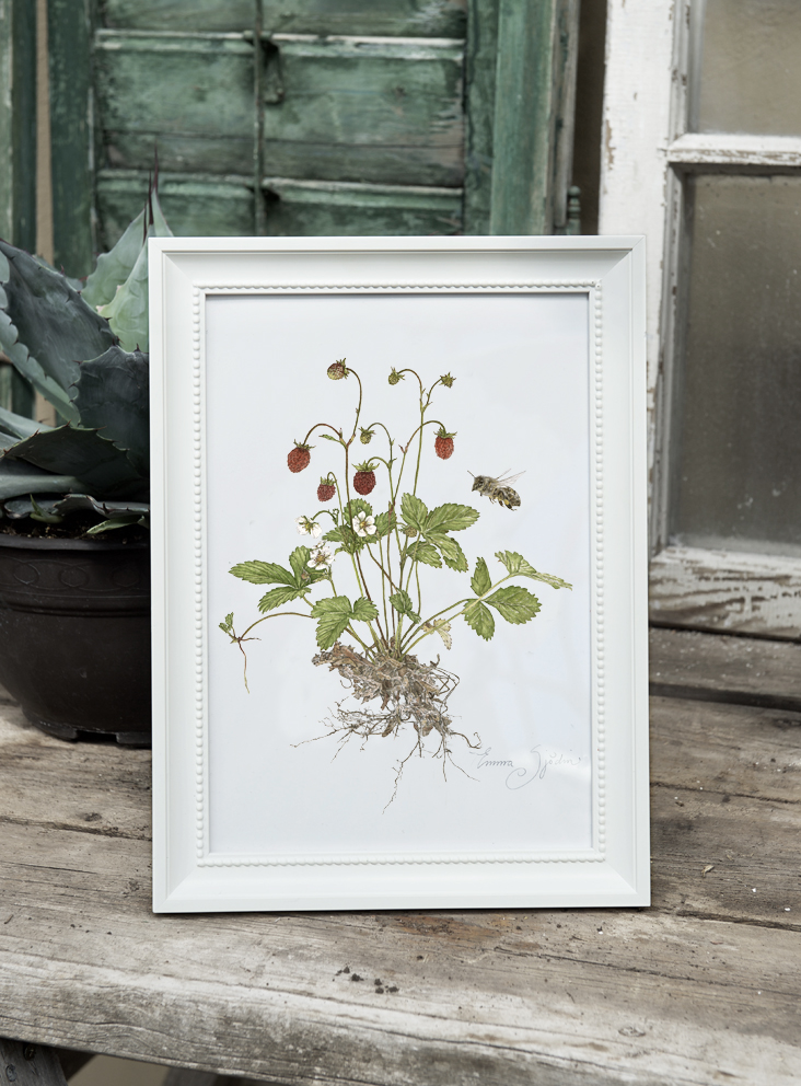 4-PIECE ART PRINTS WILD ROSE, DAISIES, BELLFLOWERS, WOODLAND STRAWBERRIES 21x30 - 2