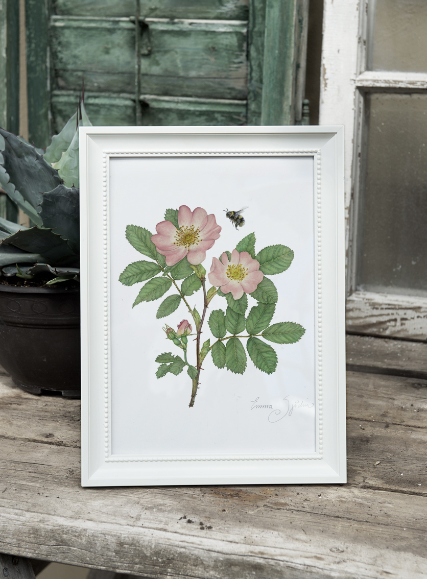 4-PIECE ART PRINTS WILD ROSE, DAISIES, BELLFLOWERS, WOODLAND STRAWBERRIES 21x30 - 3