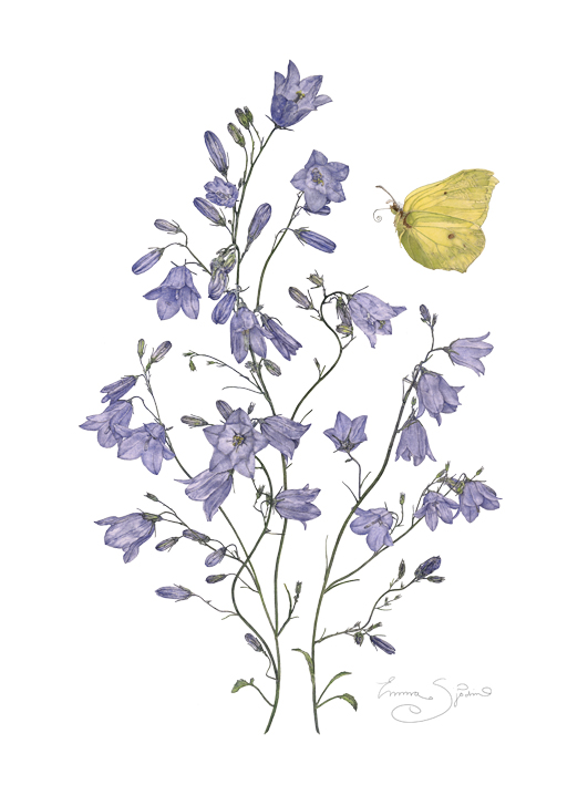 ART PRINT BLÅKLOCKOR 21x30 - 2