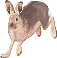 Svensk Jakttapet - 5