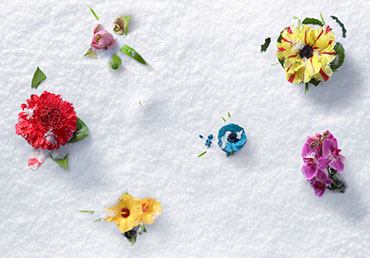 Display snö
