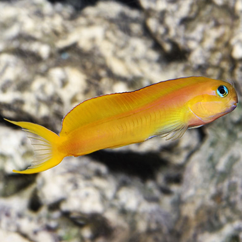 Ecsenius midas (reef safe)