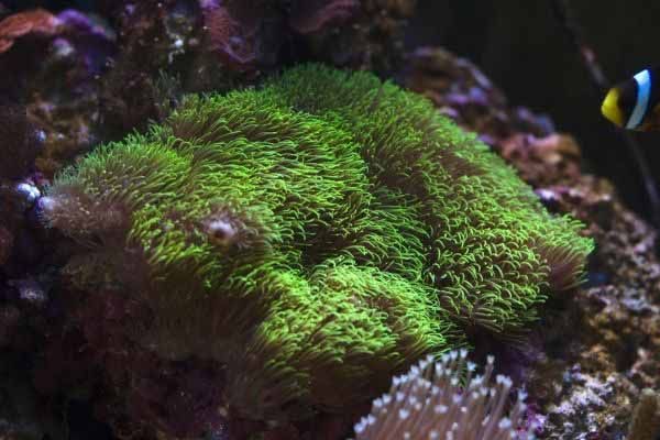 Green Star Polyps - 3