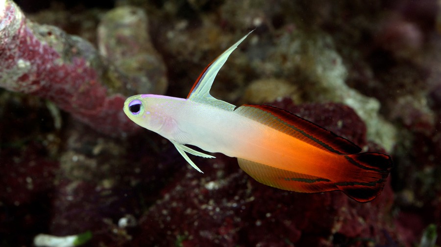 Nemateleotris magnifica (reef safe)