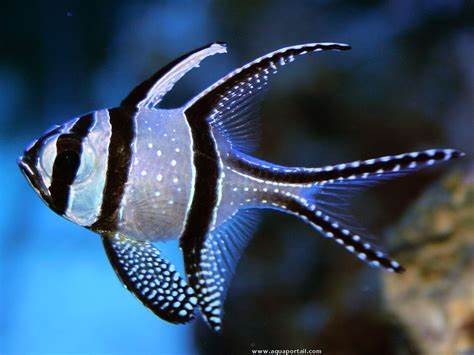 Pterapogon kauderni (reef safe)
