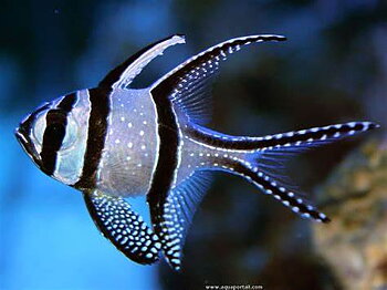 Pterapogon kauderni (reef safe)