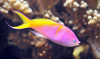 Nemanthias carberryi male (reef safe)