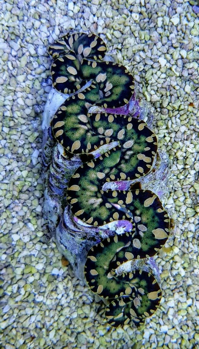 Tridacna maxima Green
