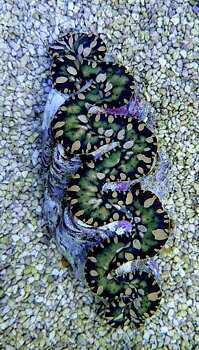 Tridacna maxima Green