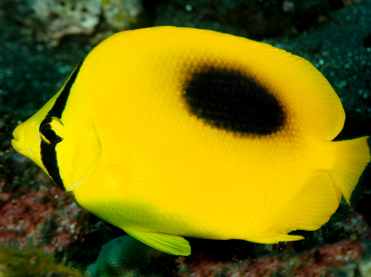 Chaetodon Speculum