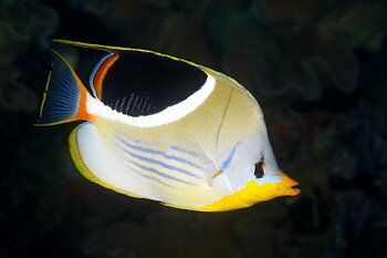 Chaetodon Ephippium