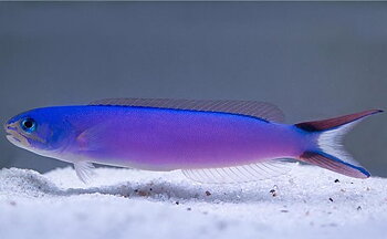 Hoplolatilus Chlupatyi (reef safe)