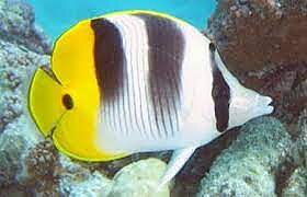 Chaetodon Ulietensis
