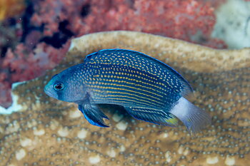 Manonichthys Alleni (reef safe)