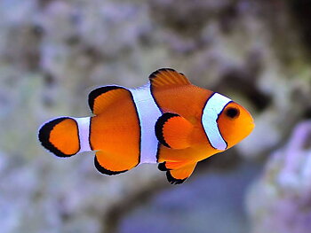 Amphirion ocellaris (reef safe) vildfångad