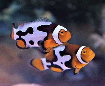 Amphiprion percula premium picasso A1-grade PAR (reef safe)