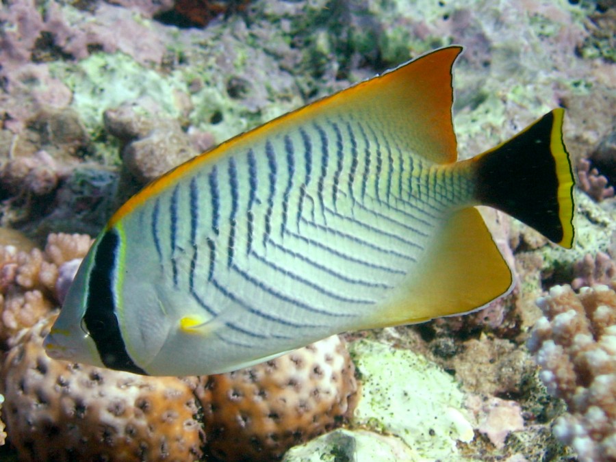 chaetodon Trifascialis