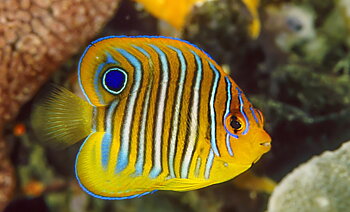 Pygoplites diacanthus (Pacific)