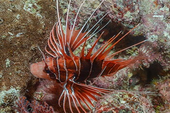 Pterois Radiata