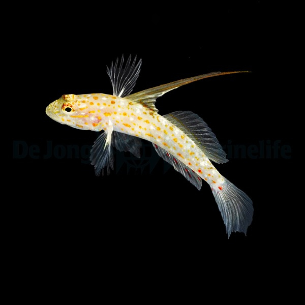 Ctenogobiops tangaroai (reef safe)