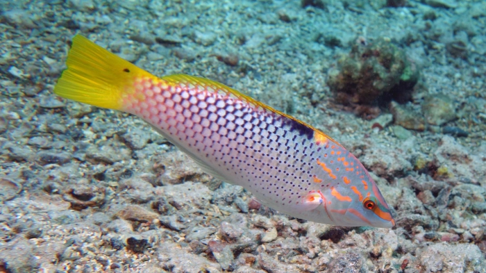 Halichoeres Hortulanus